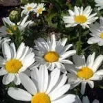 5000 Seeds Annual Chrysanthemum Creeping Daisy Flower Seeds for Planting