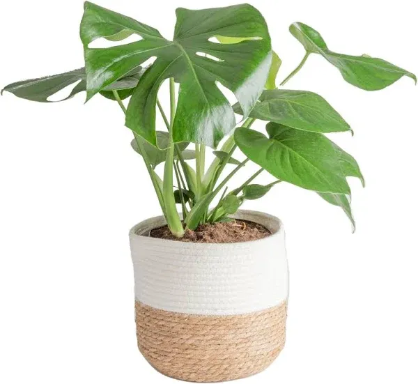 Costa Farms Monstera Swiss Cheese Plant, Live Indoor Plant, Easy to Grow