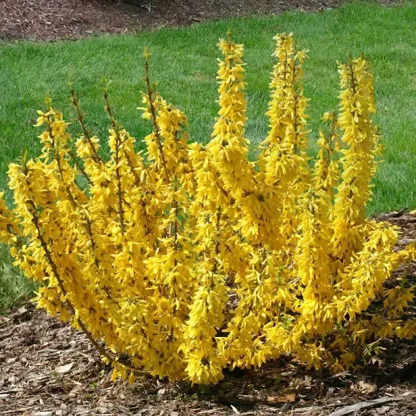 Show Off Sugar Baby® Forsythia 'Ninbus' PPAF - Compact - 4" Pot - Proven Winners