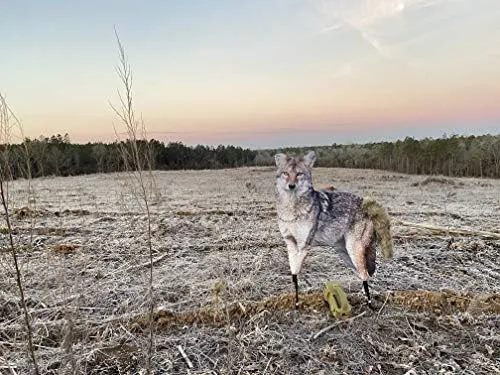 Montana Decoy Song Dog Coyote Decoy