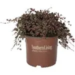 Southern Living 3 gal. Purple Pixie Dwarf Weeping Loropetalum, Groundcover ...