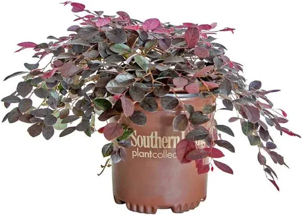 Southern Living Plant Collection Purple Pixie Loropetalum