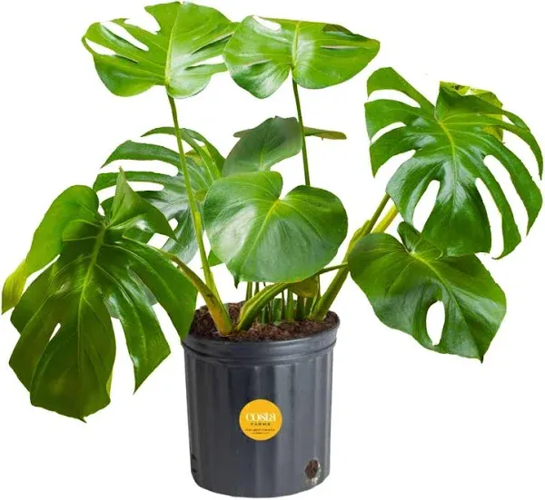 Costa Farms Monstera Swiss Cheese Plant