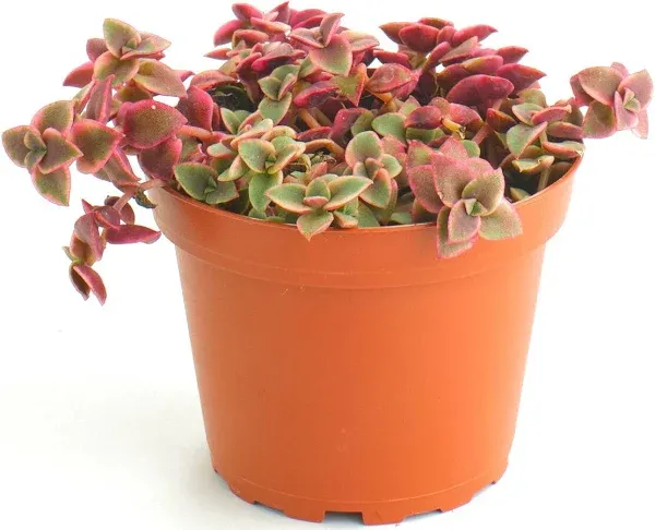 Shop Succulents Calico Kitten Hanging Succulent Crassula Pellucida Variegata