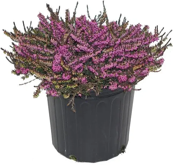 Erica 'Kramer's Red' (Spring Heather) Shrub, red flowers, #2 - Size Container