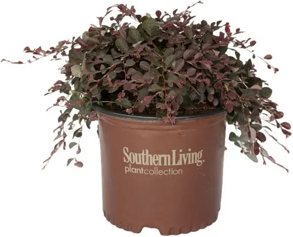 Southern Living Plant Collection Purple Pixie Loropetalum