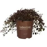 Southern Living Plant Collection Purple Pixie Loropetalum