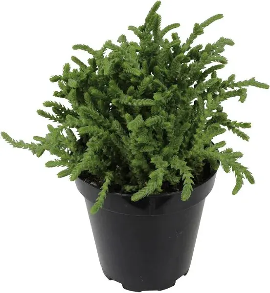 Altman Plants, Crassula Ovata Jade Plant Live Succulent Plant, Money Tree Plant Indoor Live Succulents Plants Live Plants, Jade Plants Live Indoor Potted Money Plant Indoor Plants Live Houseplants