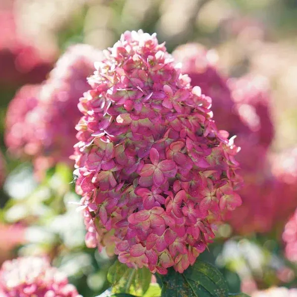 Proven Winners Limelight Prime Panicle Hydrangea