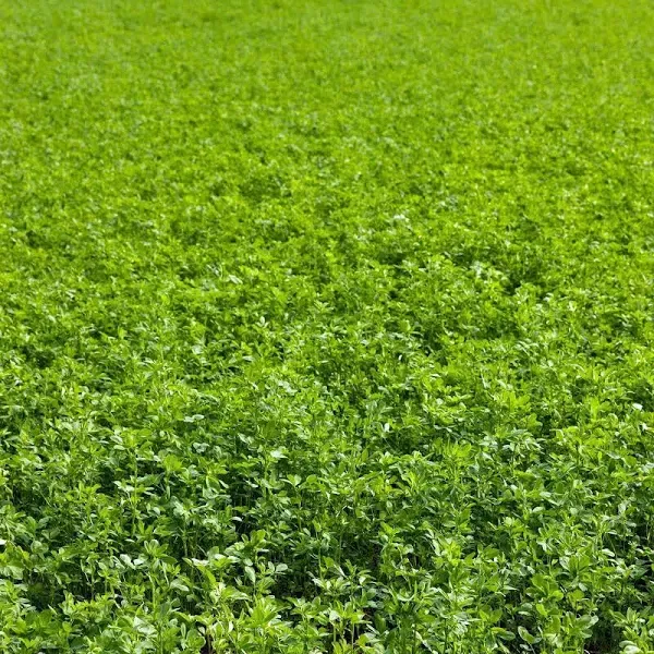 Non-GMO Alfalfa Seeds