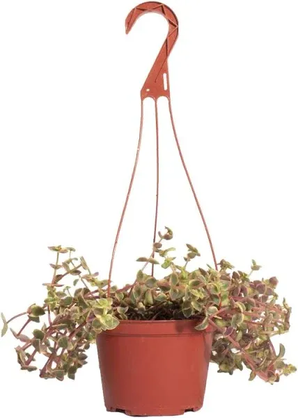 Shop Succulents Calico Kitten Hanging Succulent, Crassula Pellucida Variegata, Fully Rooted Live 6 in. Succulent Plant with Hanger 1-KITTEN-6