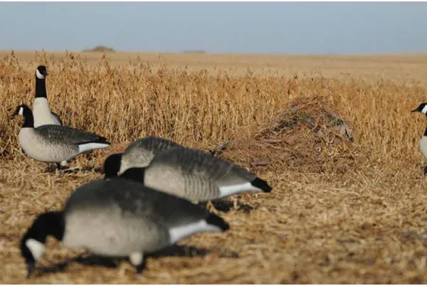 Avery Greenhead Gear Killer Weed Duck Goose Blind Kit Faded Grass Killerweed