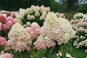 Limelight Prime Panicle Hydrangea (Paniculata)