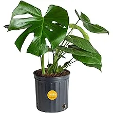 Costa Farms Monstera Swiss Cheese Plant