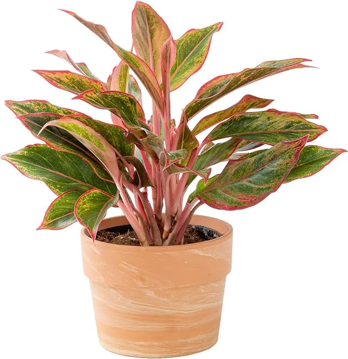 Costa Farms Chinese Evergreen Live Indoor Plant