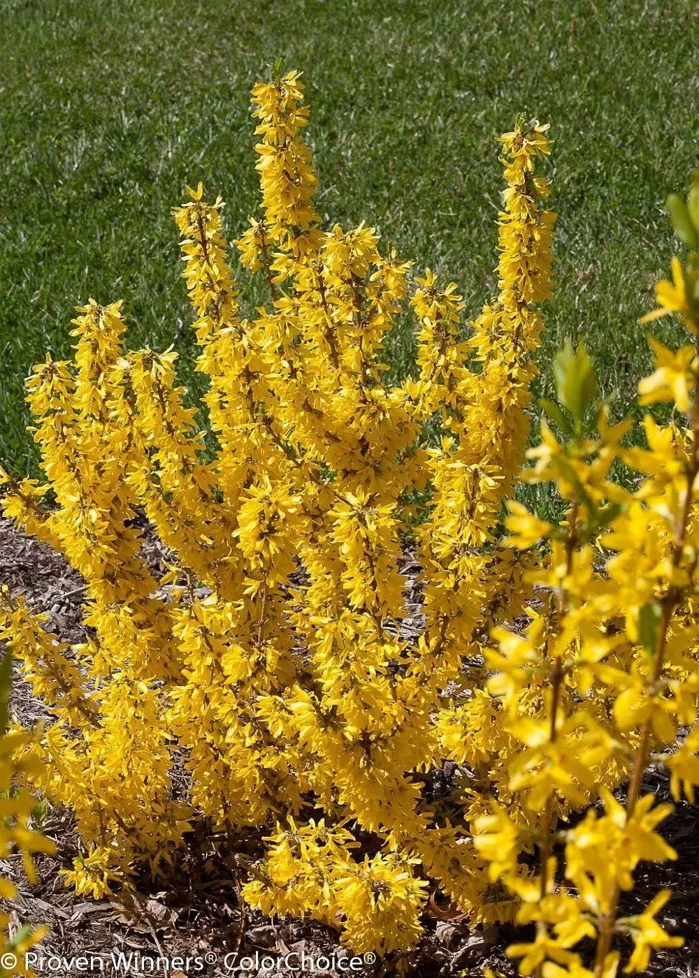 Show Off Sugar Baby Forsythia