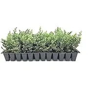 Juniper Blue Pacific - 40 Live Plants - 2" Pot Size - Evergreen Ground Cover 'Shore Juniper'