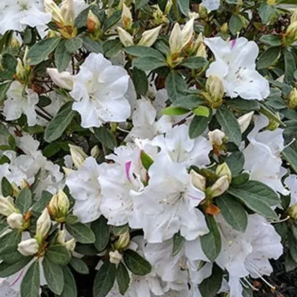 ShrubBucket Encore Autumn Lily Reblooming Azalea