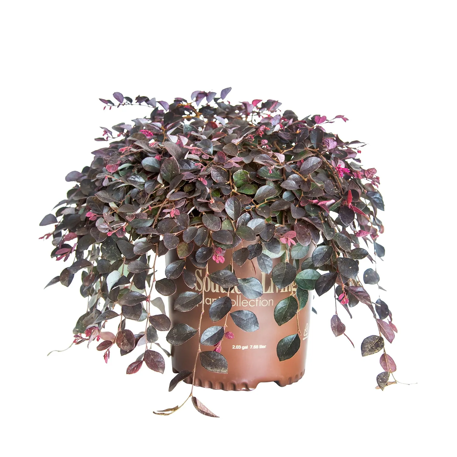 Southern Living Plant Collection Purple Pixie Loropetalum