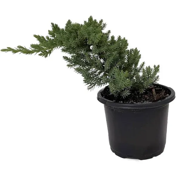 Hirt's Gardens Japanese Juniper Bonsai Starter Tree