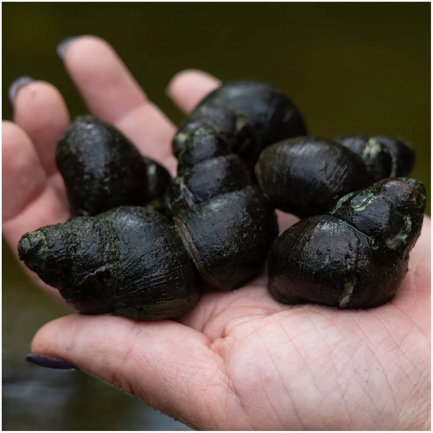 Live Snails | 50 Count Japanese Trapdoor Pond Snails | Natural Pond Cleaner