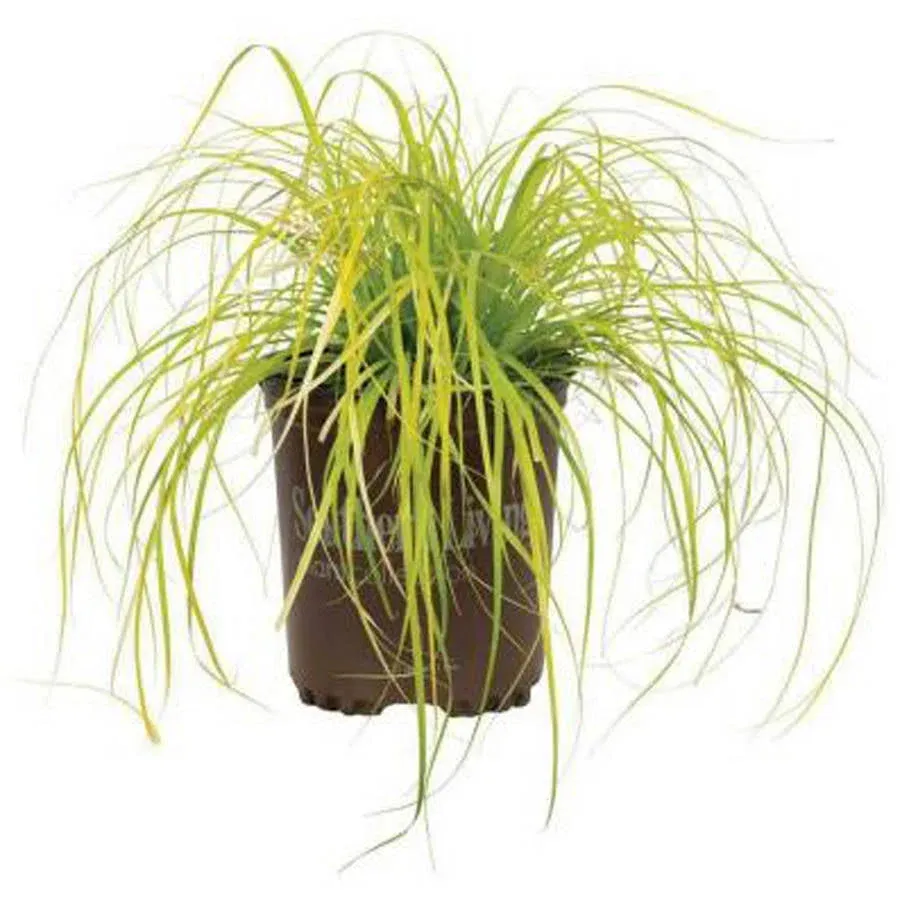 Carex Evercolor 'Everillo'