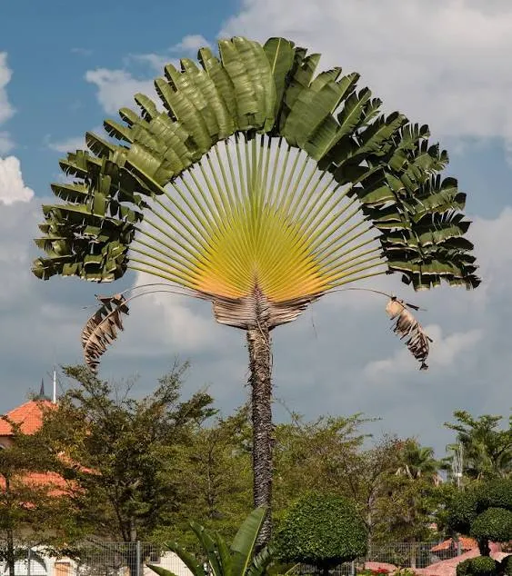 Travelers Palm Tree Seeds (Ravenala madagascariensis) Bird of Paradise Plant (10 Seeds)