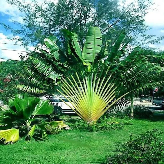 TRAVELERS PALM Tree 10 Seeds Ravenala madagascariensis Bird of Paradise Plant