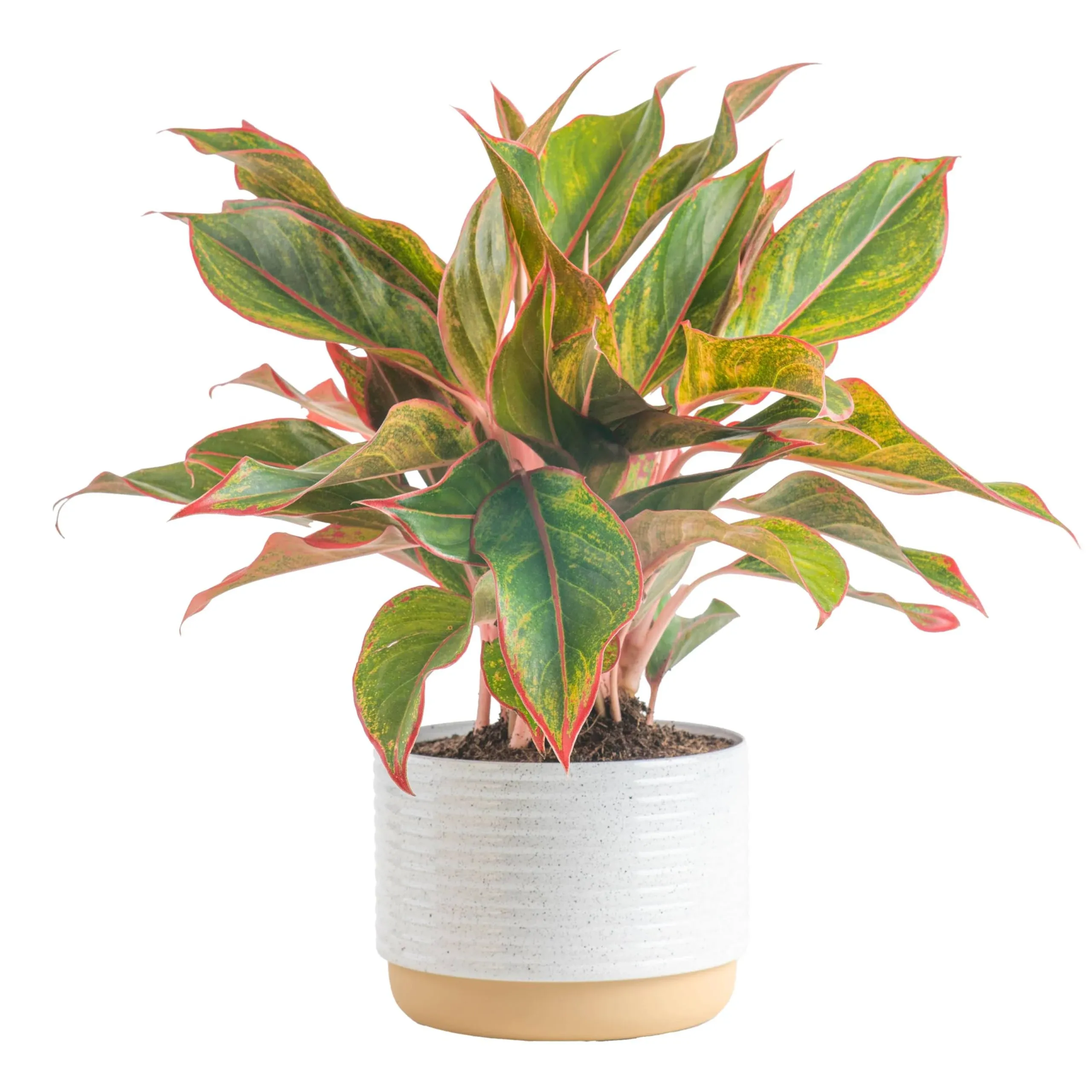 Costa Farms Aglaonema Red Chinese Evergreen Live Indoor Plant, 14-Inches Tall ...