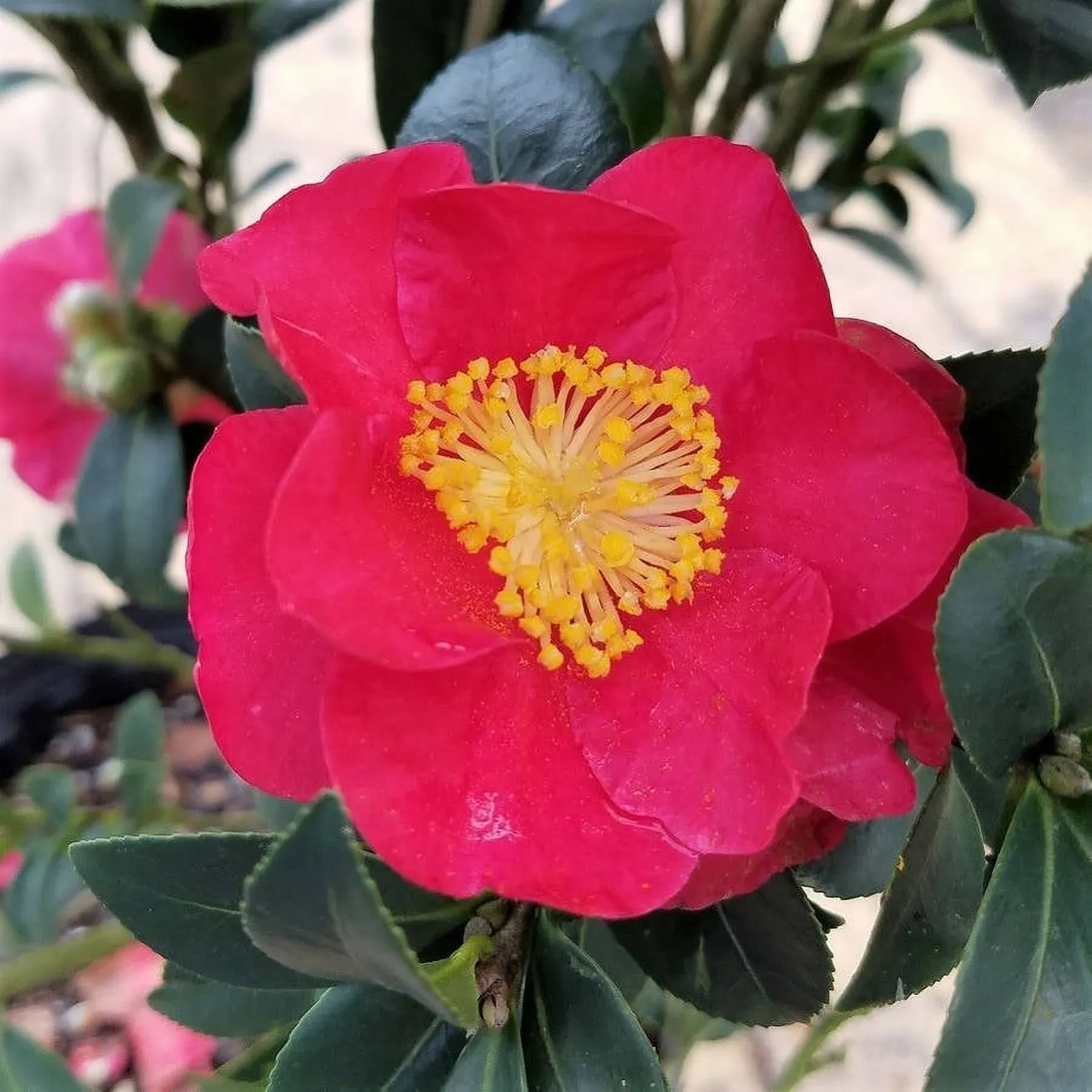 Yuletide Camellia 2.5 Quart