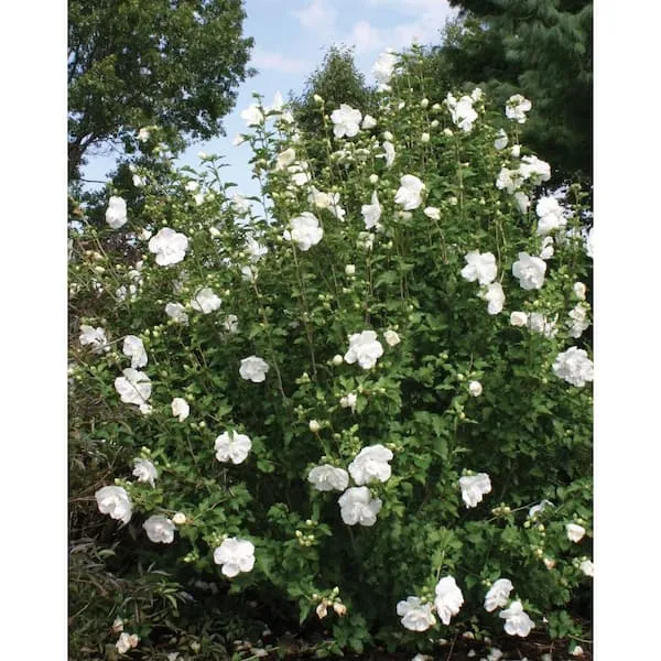 Proven Winners White Chiffon Rose of Sharon Hibiscus Live Shrub