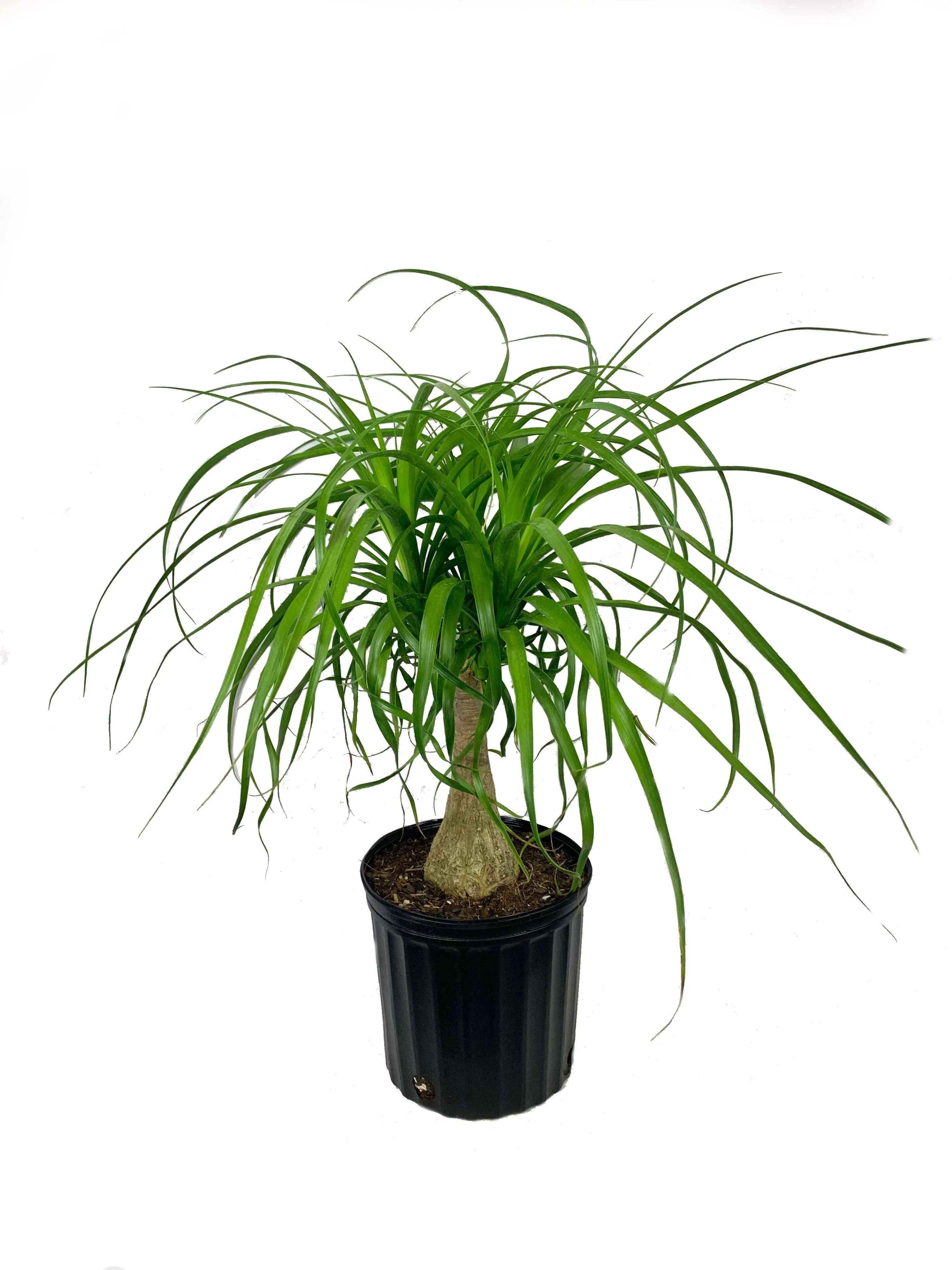 Ponytail Palm - Live Plant in an 8 Inch Pot - Beaucarnea Recurvata -...