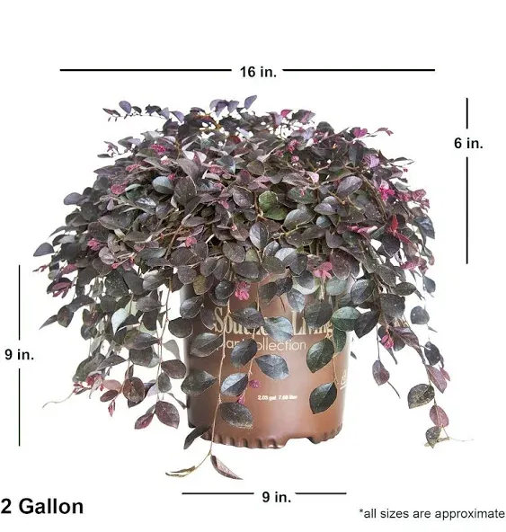 Southern Living Plant Collection Pink Purple Pixie Dwarf Weeping Loropetalum Foundation/Hedge Shrub in 1.5-Gallon Pot 2-Pack Lowes.com