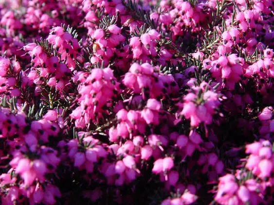 Erica 'Kramer's Red' (Spring Heather) Shrub, red flowers, #2 - Size Container