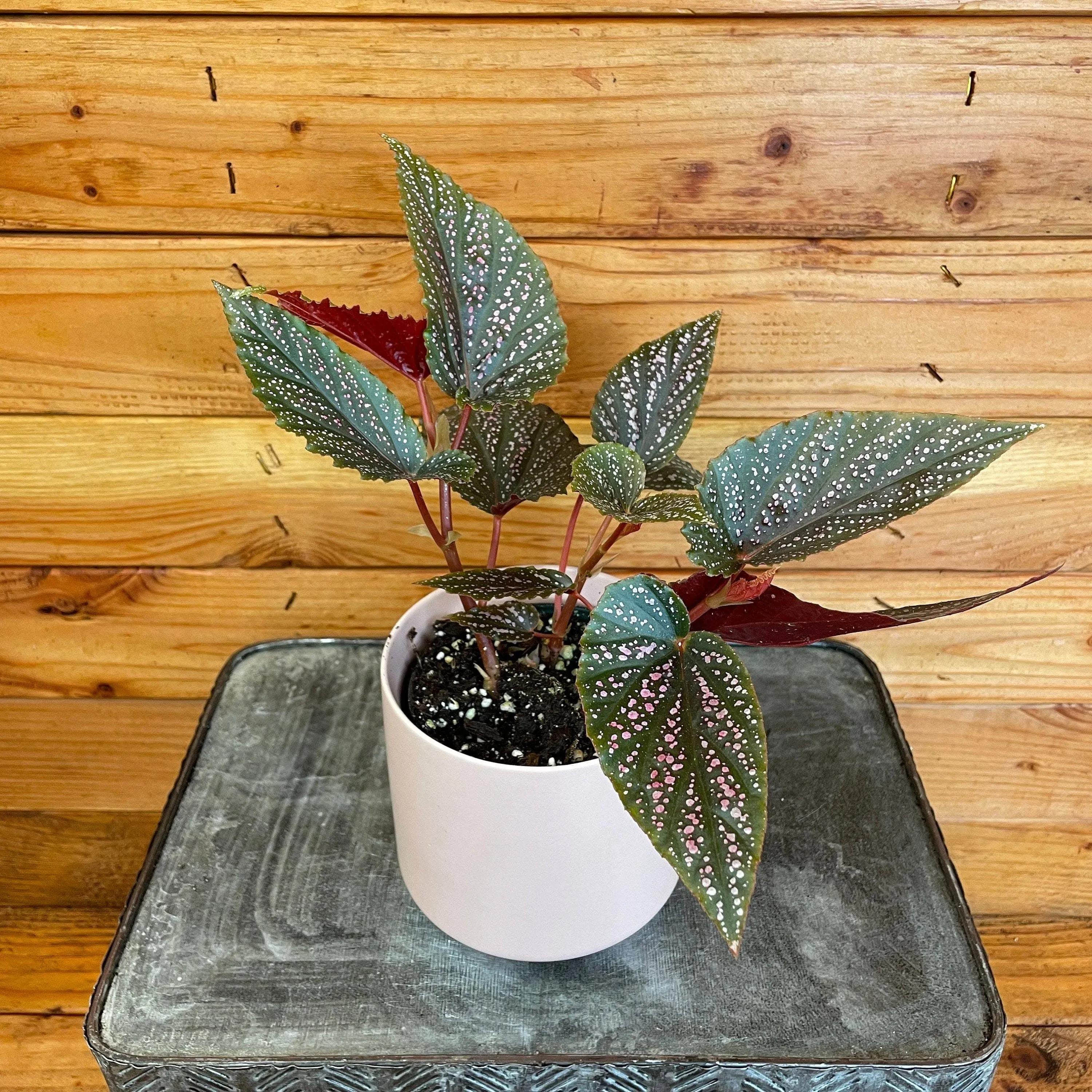 Begonia Angel Wing Benigo Pink, 4” Plant