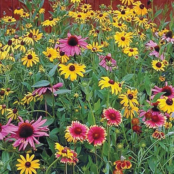 Native Perennial Wildflower Mix - 1