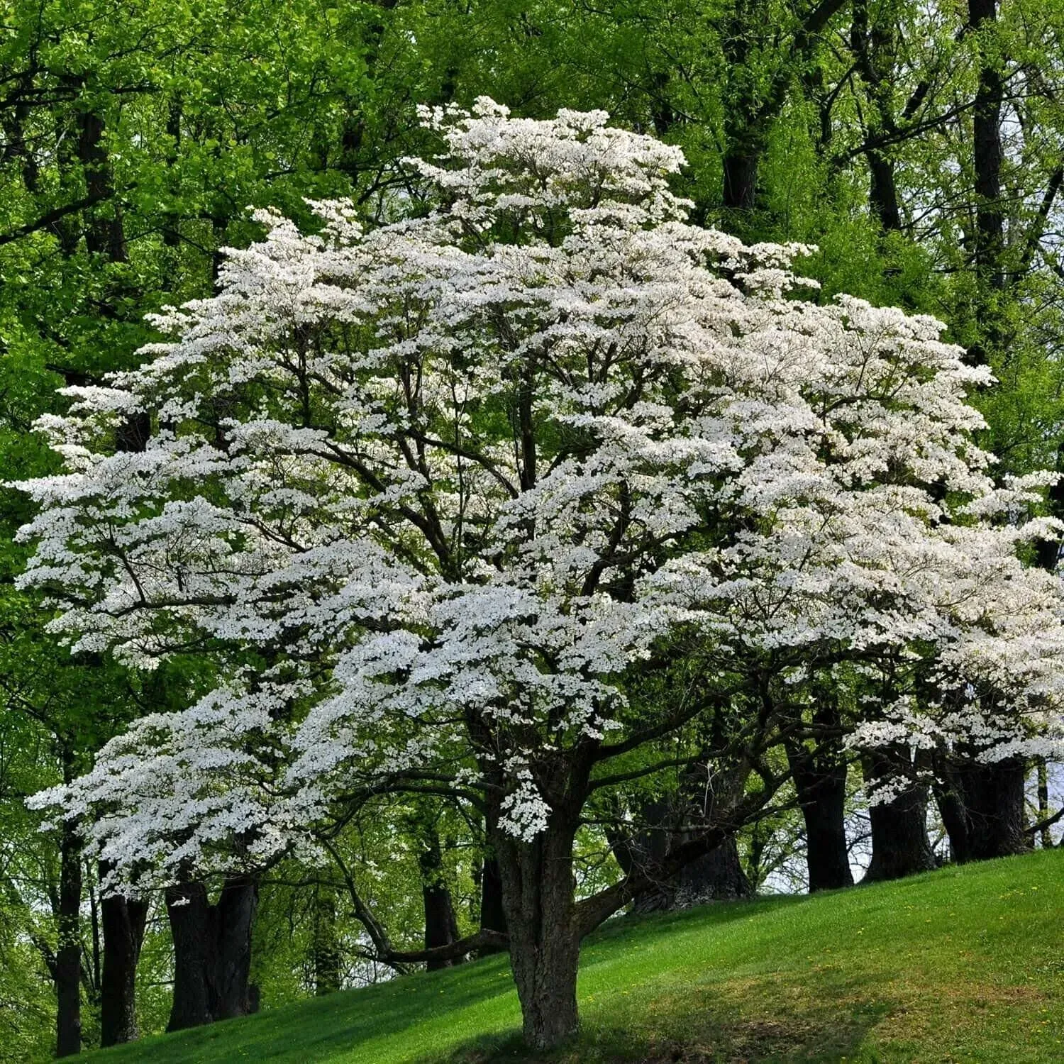 White Flowering Dogwood Tree - Live Plant - 10-16" Tall Seedling - Quart Pot ...