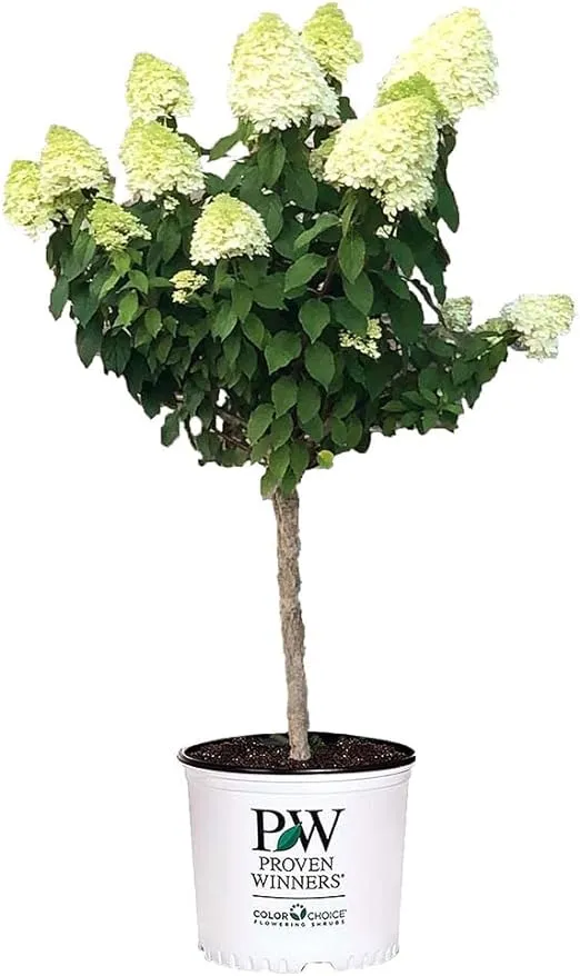 Proven Winners 3 gal. Limelight Tree Form Hydrangea Shrub