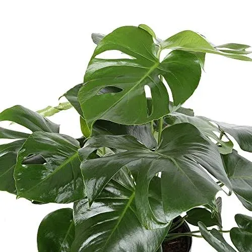 Costa Farms Monstera Swiss Cheese Plant, Live Indoor Plant, Easy to Grow Split Leaf Houseplant in Indoors Decor Planter Pot, Housewarming, Decoration for Home, Office, and Room Decor, 2-3 Feet Tall