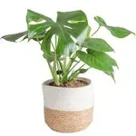 Costa Farms Monstera Swiss Cheese Plant, Live Indoor Plant, Easy to Grow Split Leaf Houseplant in Indoors Decor Planter Pot, Housewarming, Decoration