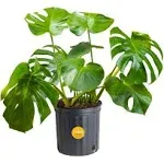 Costa Farms Monstera Swiss Cheese Plant, Live Indoor Plant, Easy to Grow Split Leaf Houseplant in Indoors Nursery Plant Pot, Housewarming, Decoration