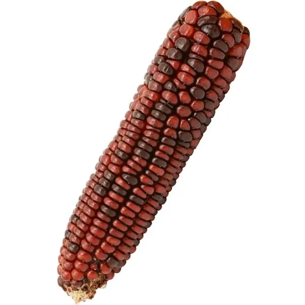 Corn Seeds - Ornamental - Bloody Butcher - 1 lb ~3,200 Seeds - Zea Mays - Farm & Garden Vegetable Seeds - Non-GMO, Heirloom, Open Pollinated, Annual