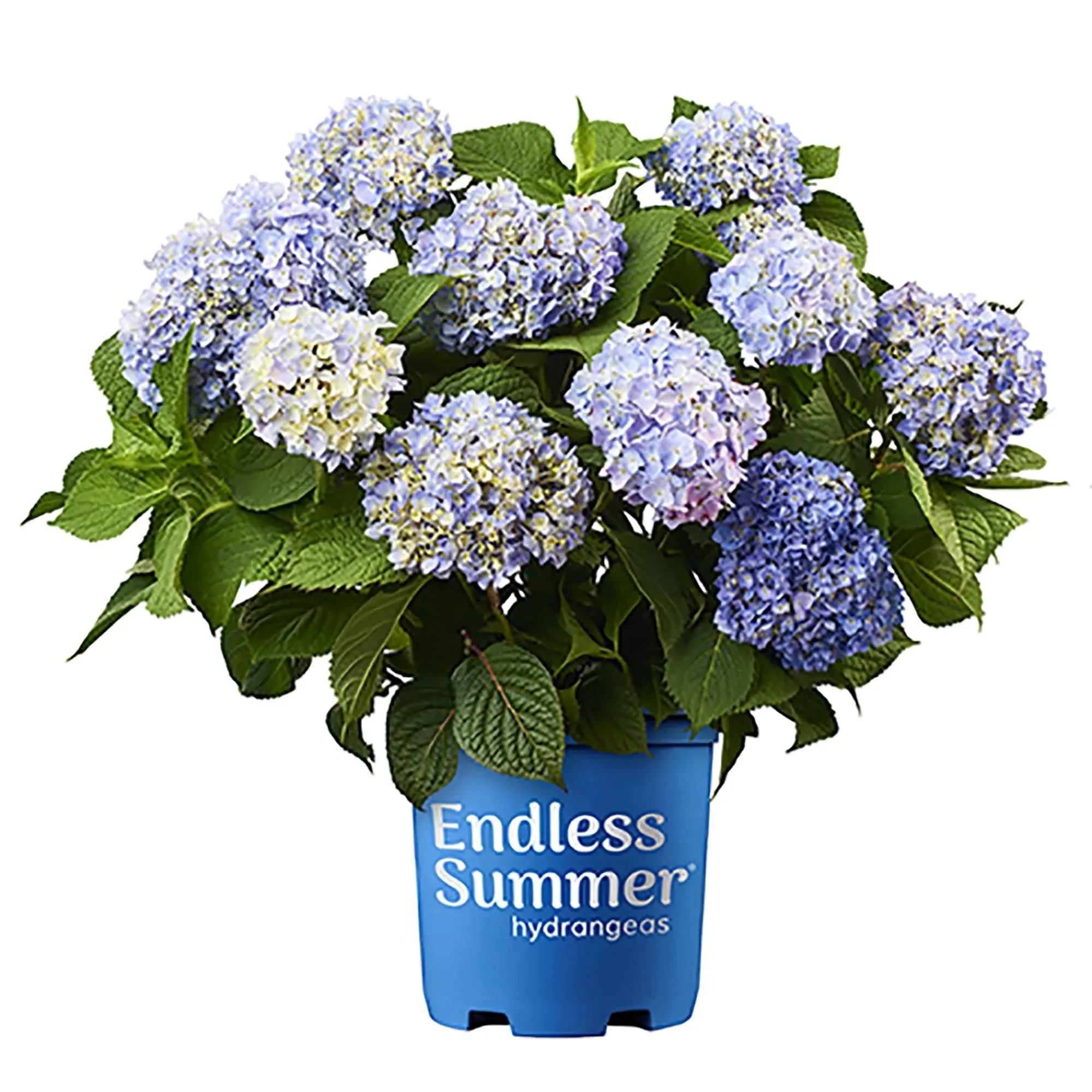 Endless Summer Original Hydrangea Shrub