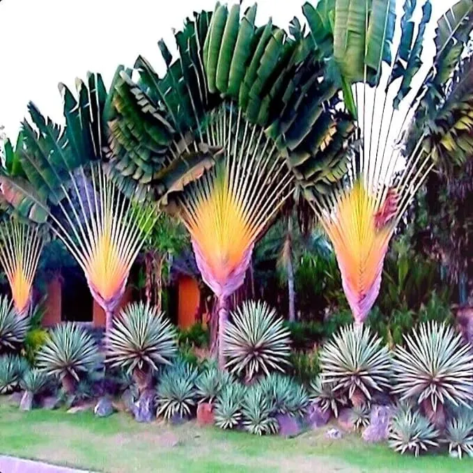 Travelers Palm | Ravenala madagascariensis 10 seeds