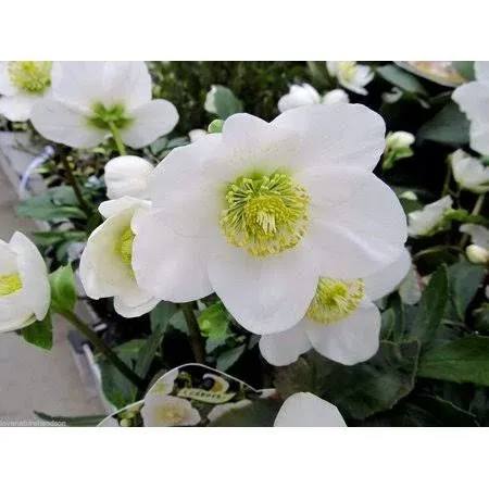 Lenten Rose - Helleborus -12 Seeds - Shade Perennial - Christmas Rose Seeds