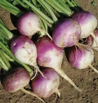 SeedRanch Turnip Seed Purple Top White Globe