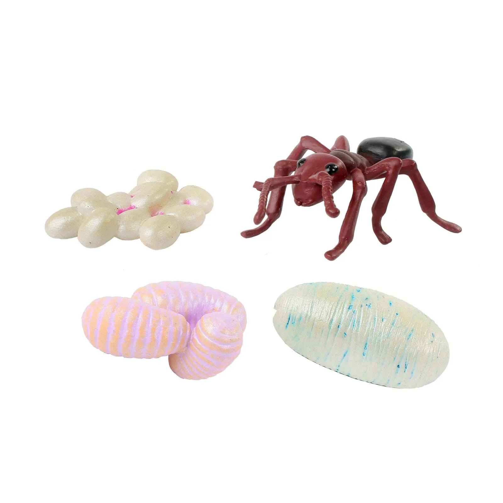 Ant Life Cycle Stages Figure Set