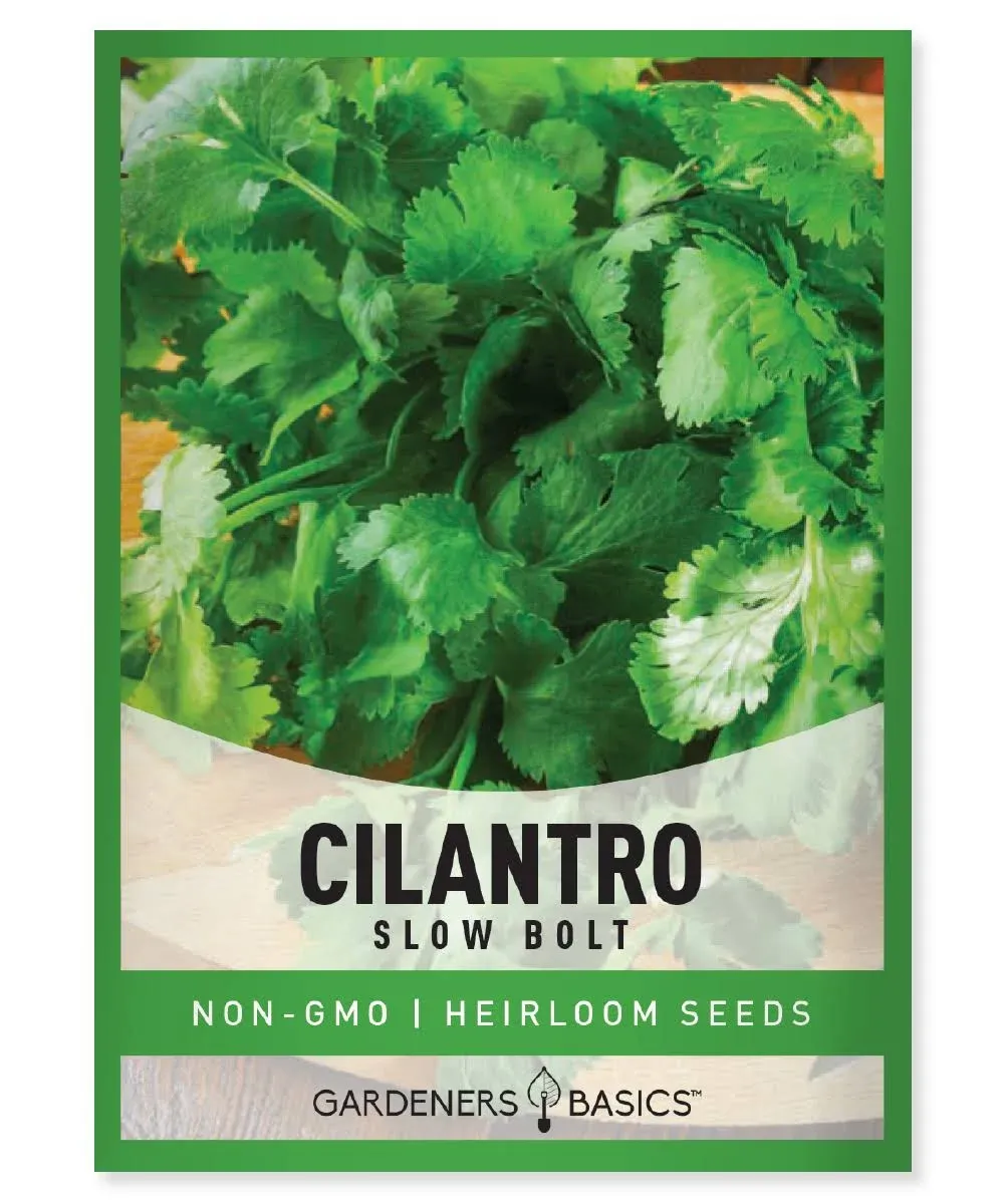 Slow Bolt Cilantro Seeds