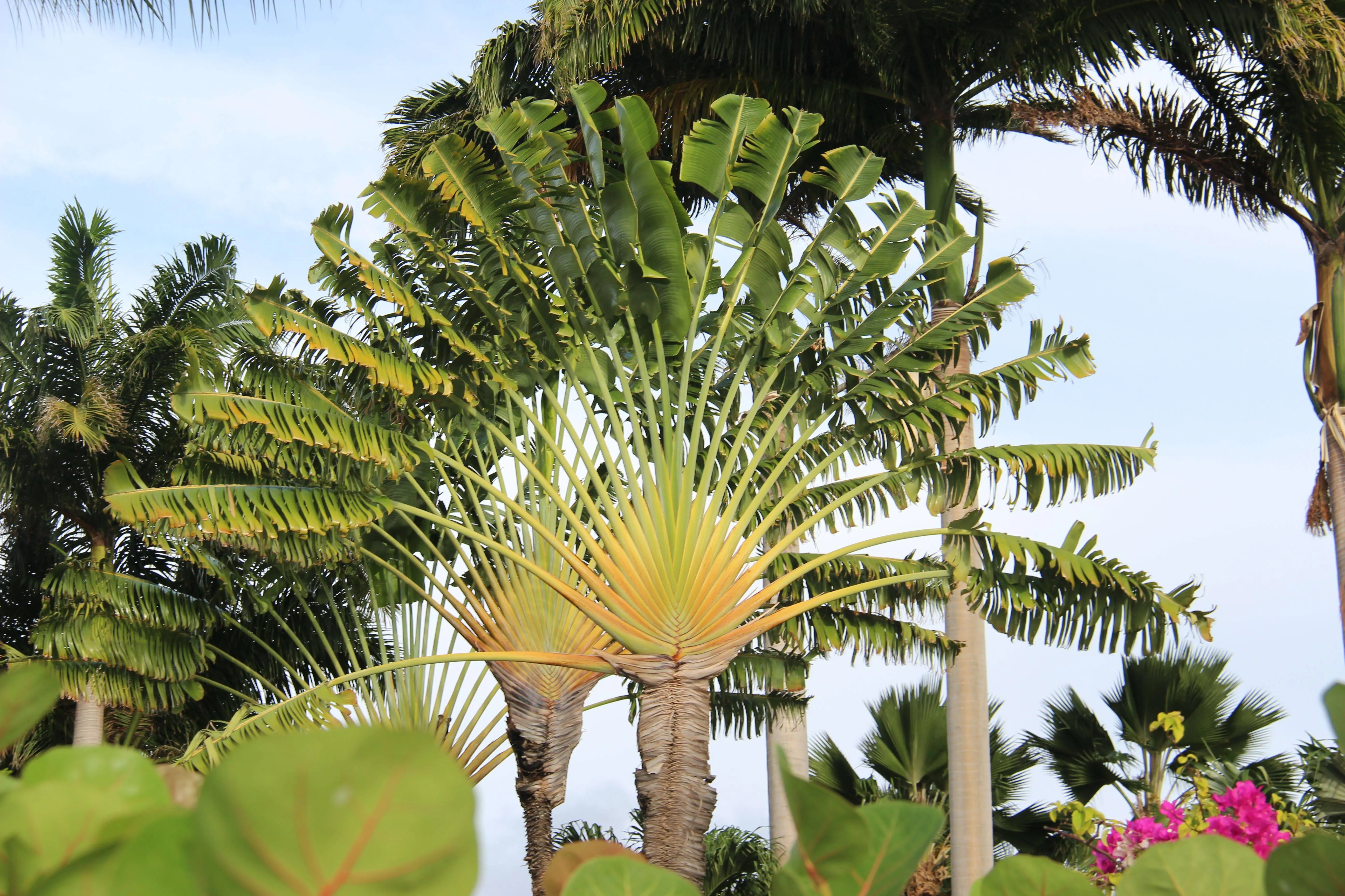 Traveler's Palm Live Plant