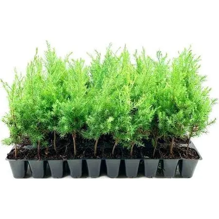 Southern Red Cedar Tree 3 Live Plants Juniperus Virginiana Silicicola Fast ...